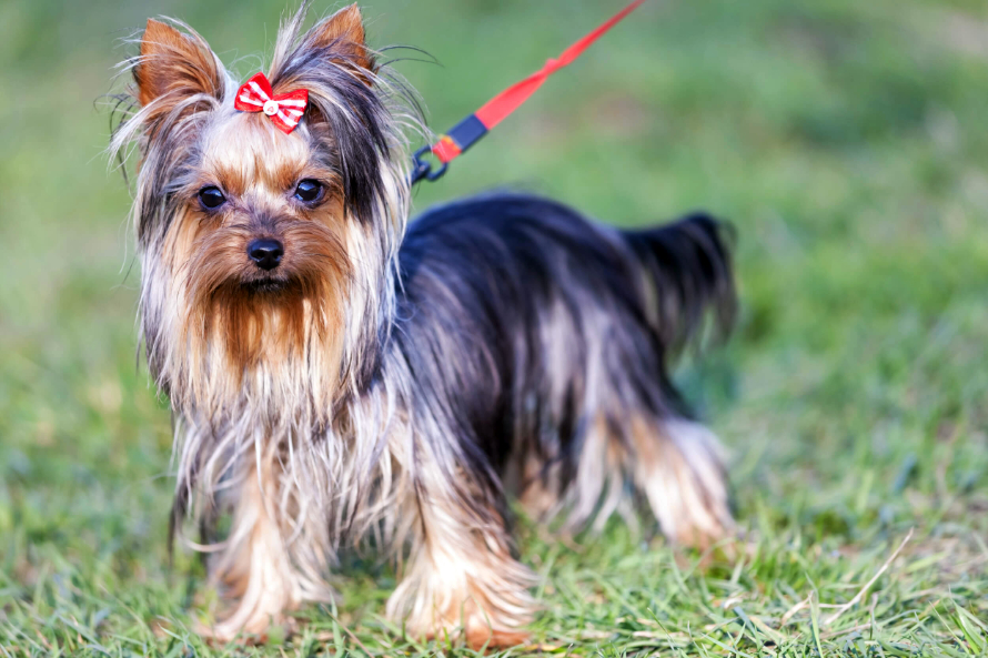 cuki yorkie